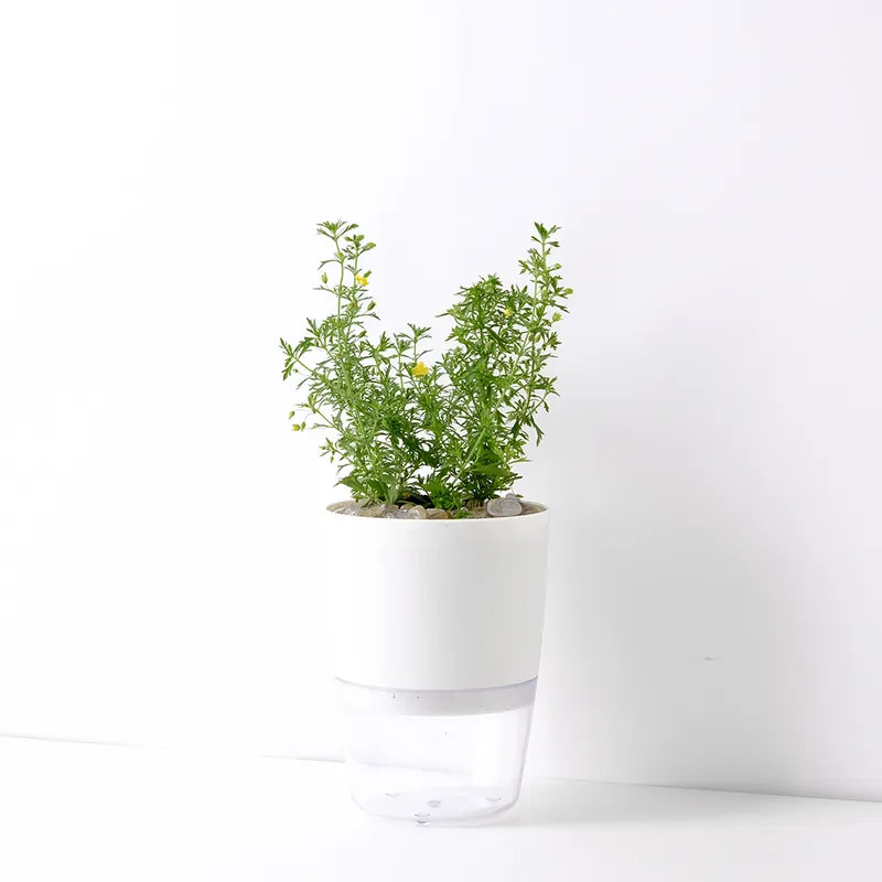 飄香草 | 水耕 | 小芭蕾短裙 | 檸檬噴霧 | 葉子有果香 | 花期長 | 無土栽培 | 陽光植物