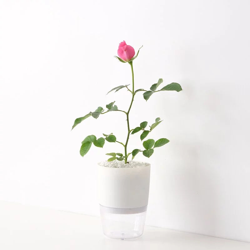 烏拉拉玫瑰 | 水耕 | 容易開花的品種 | 無土栽培 | 陽光植物