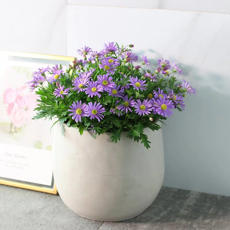 清水模水泥盆 | 百搭的設計 | 自然的清水模色調 | 室內外皆可使用