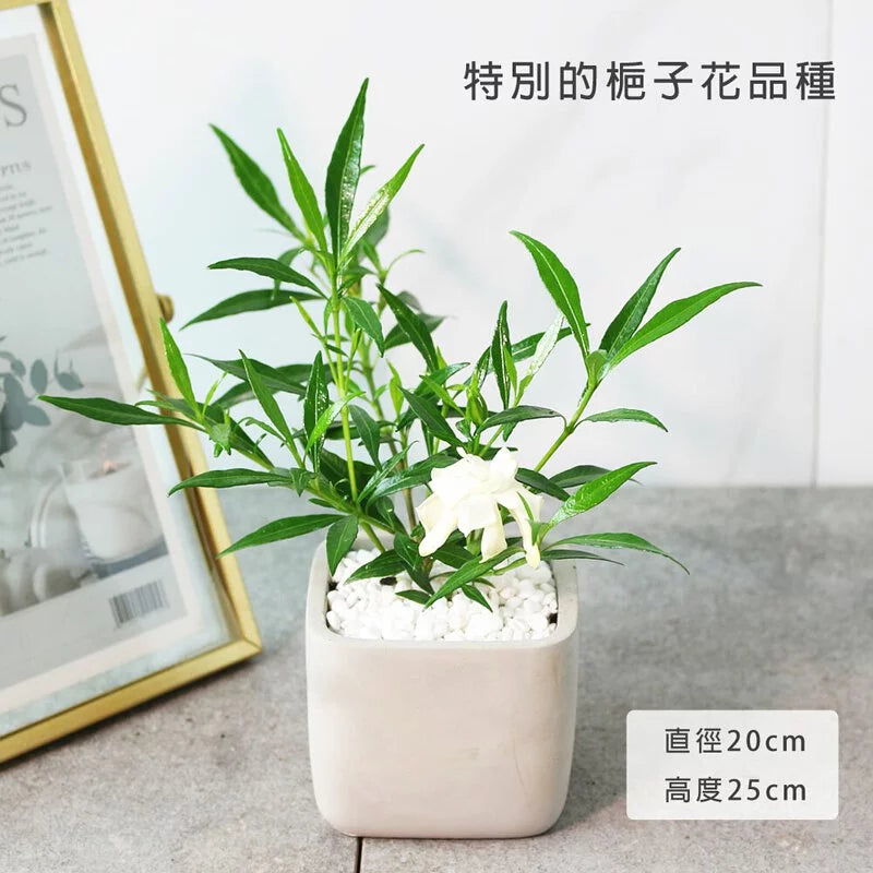 狹葉梔子花 | 細葉梔子花 | 水梔子 | 花有香氣 | 陽光植物