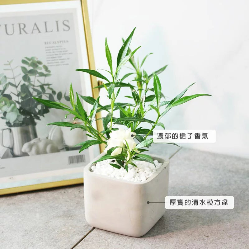 狹葉梔子花 | 細葉梔子花 | 水梔子 | 花有香氣 | 陽光植物