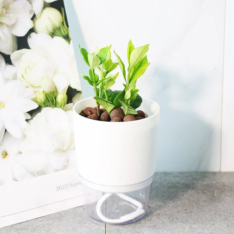 梔子花 | 水耕 | 食用花 | 重瓣品種 | 濃郁中帶著荔枝的香氣 | 無土栽培 | 陽光植物