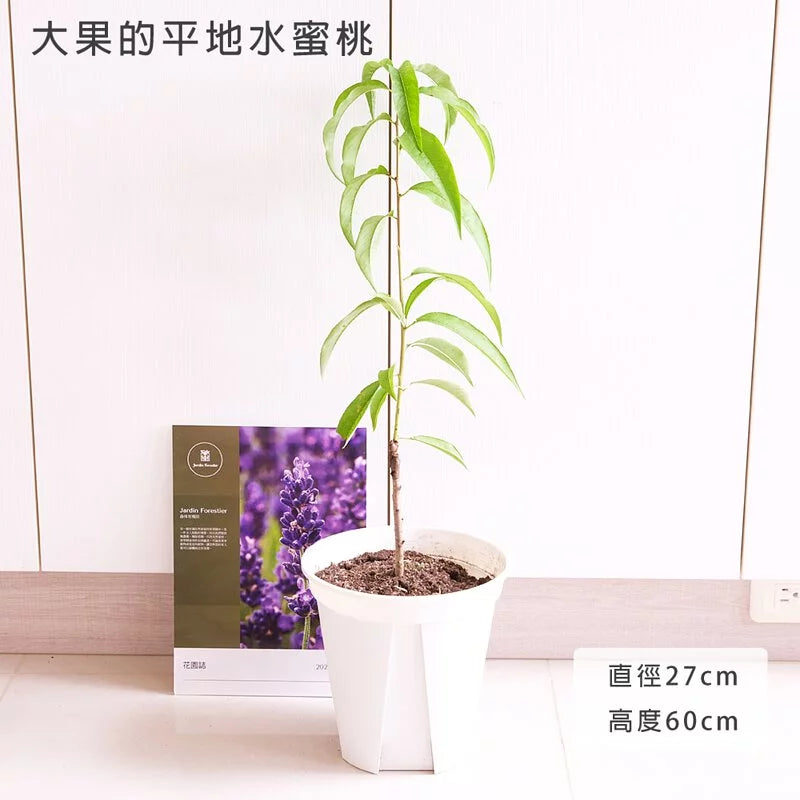 大果水蜜桃 | 1月開花、四月採收 | 次年即可結果 | 甜度高達12度 | 低海拔、北部中部可以種植 | 陽光植物