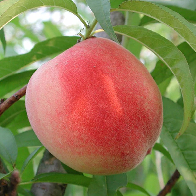 大果水蜜桃 | 1月開花、四月採收 | 次年即可結果 | 甜度高達12度 | 低海拔、北部中部可以種植 | 陽光植物