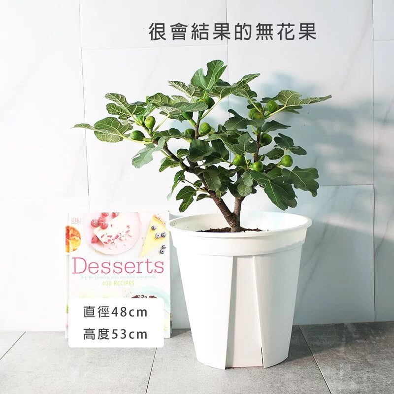 大果無花果 | 紅色的果實 | 產量很高的無花果 | 好照顧 | 陽光植物