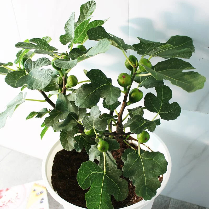 大果無花果 | 紅色的果實 | 產量很高的無花果 | 好照顧 | 陽光植物