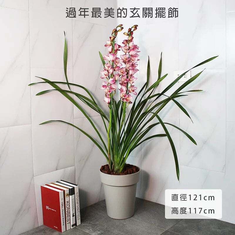 東方美人虎頭蘭 | 花況如照片 | 大花品種 | 開花可放室內 | 陽光植物