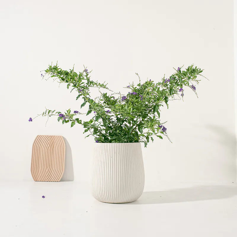 蕾絲金露花 | 紫色的花朵 | 花期長 | 耐曬、耐風、耐熱 | 陽光植物