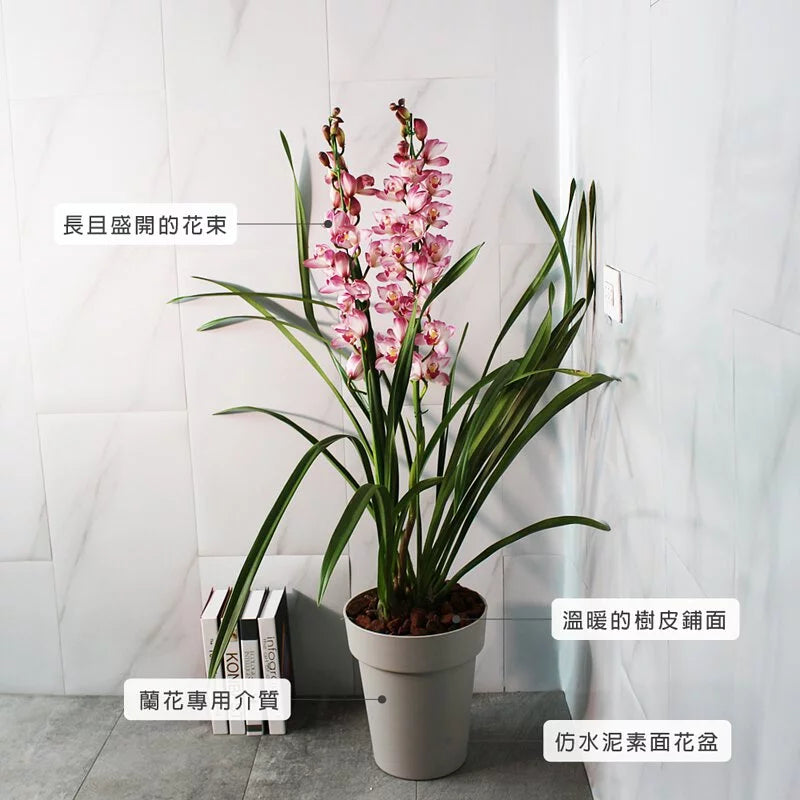 東方美人虎頭蘭 | 花況如照片 | 大花品種 | 開花可放室內 | 陽光植物