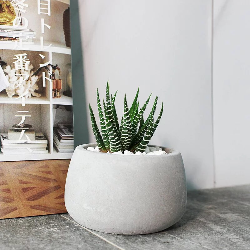 十二之卷 | 招財植物 | 稍耐陰的多肉植物 | 斑馬十二卷 | 室內植物