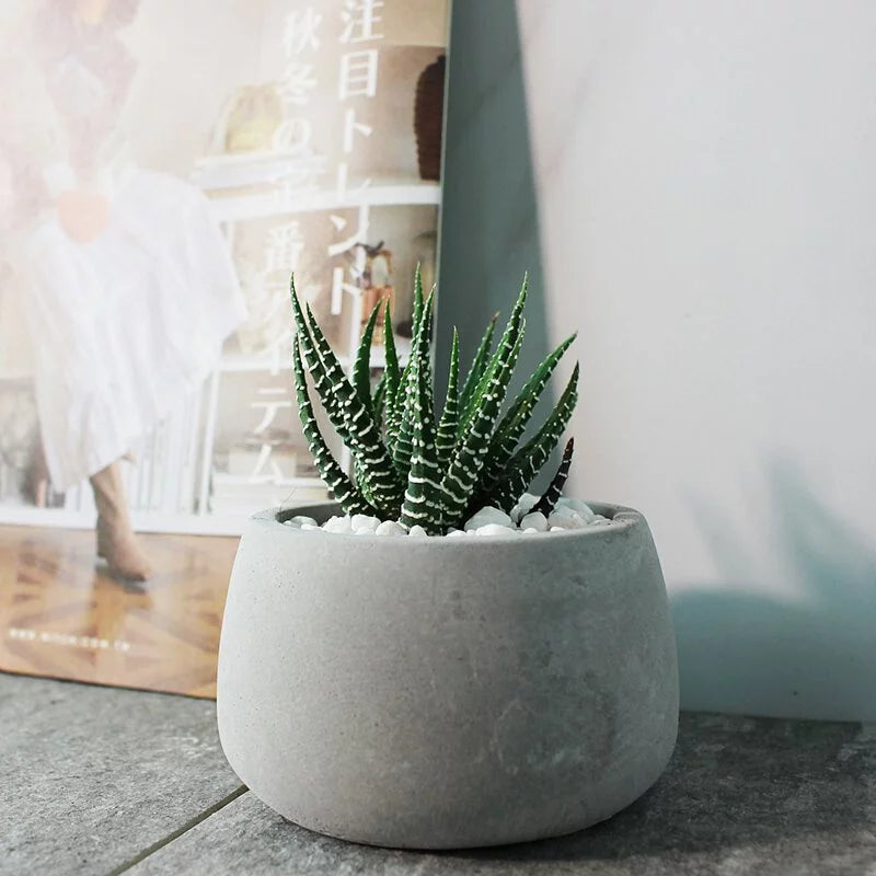 十二之卷 | 招財植物 | 稍耐陰的多肉植物 | 斑馬十二卷 | 室內植物