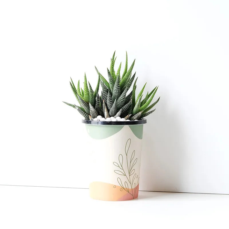 十二之卷 | 招財植物 | 稍耐陰的多肉植物 | 斑馬十二卷 | 室內植物