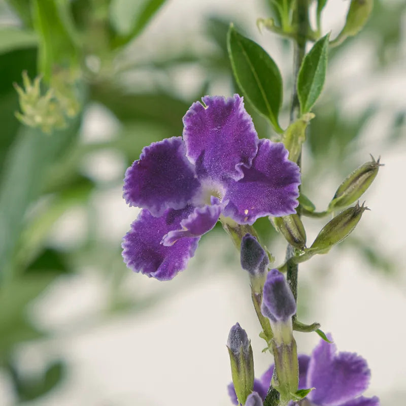 蕾絲金露花 | 紫色的花朵 | 花期長 | 耐曬、耐風、耐熱 | 陽光植物