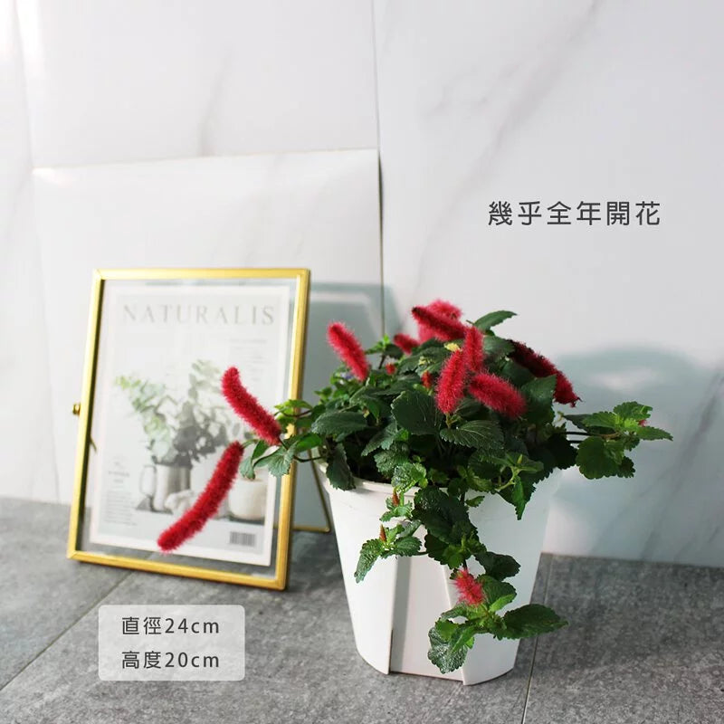 紅毛莧 | 紅毛鐵莧 | 幾乎全年開花 | 陽光植物