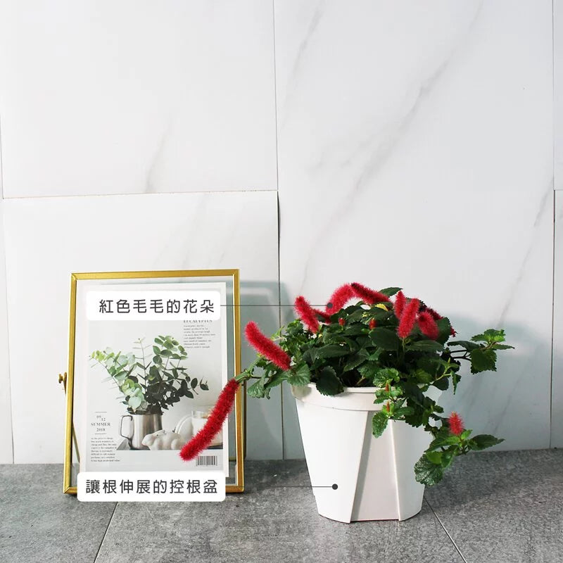 紅毛莧 | 紅毛鐵莧 | 幾乎全年開花 | 陽光植物