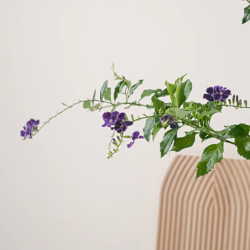 蕾絲金露花 | 紫色的花朵 | 花期長 | 耐曬、耐風、耐熱 | 陽光植物