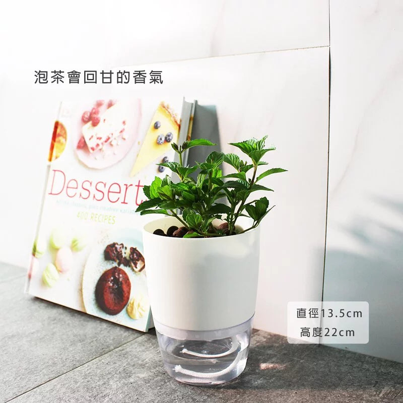 瑞士薄荷 | 水耕 | 泡茶會回甘 | 泡茶 | 飲料 | 無土栽培 | 陽光植物