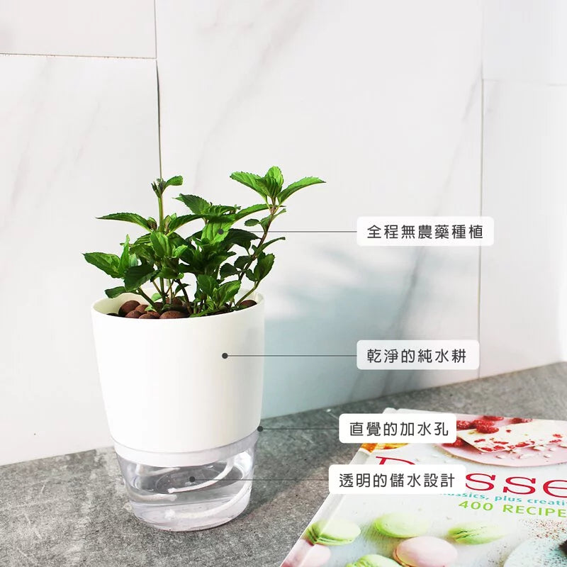 瑞士薄荷 | 水耕 | 泡茶會回甘 | 泡茶 | 飲料 | 無土栽培 | 陽光植物