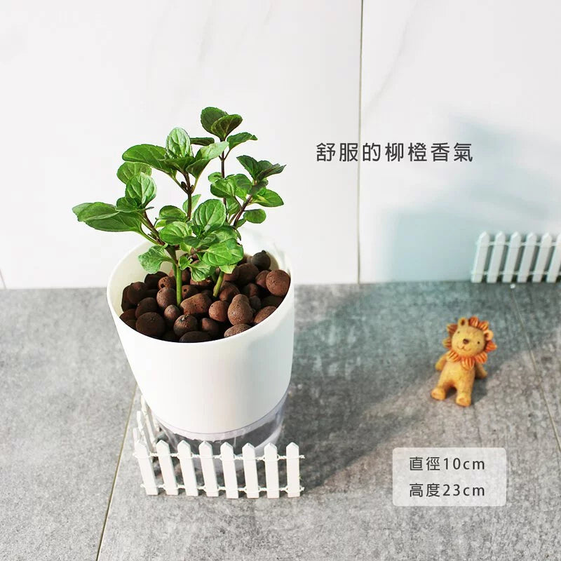 柳橙薄荷 | 水耕  | 舒服的柳橙香氣 | 好照顧 | 泡茶 | 飲料 | 無土栽培 | 陽光植物