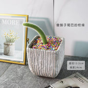 猴尾柱多肉 | 軟猴尾仙人掌 | 像猴子的尾巴 | 陽光植物