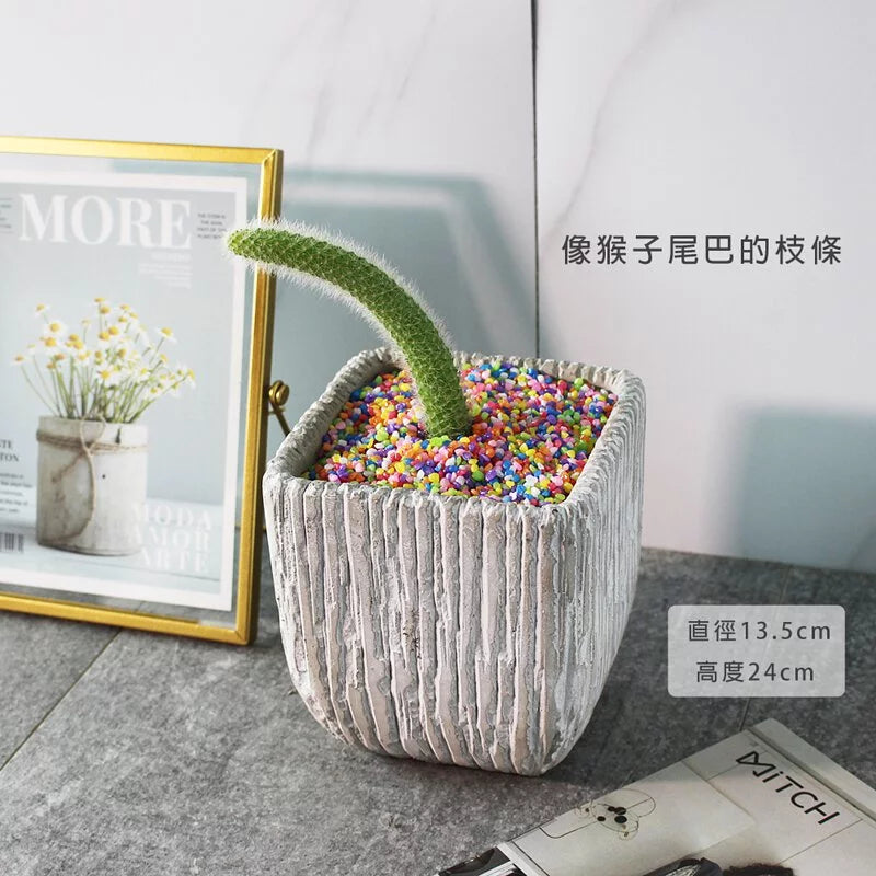 猴尾柱多肉 | 軟猴尾仙人掌 | 像猴子的尾巴 | 陽光植物