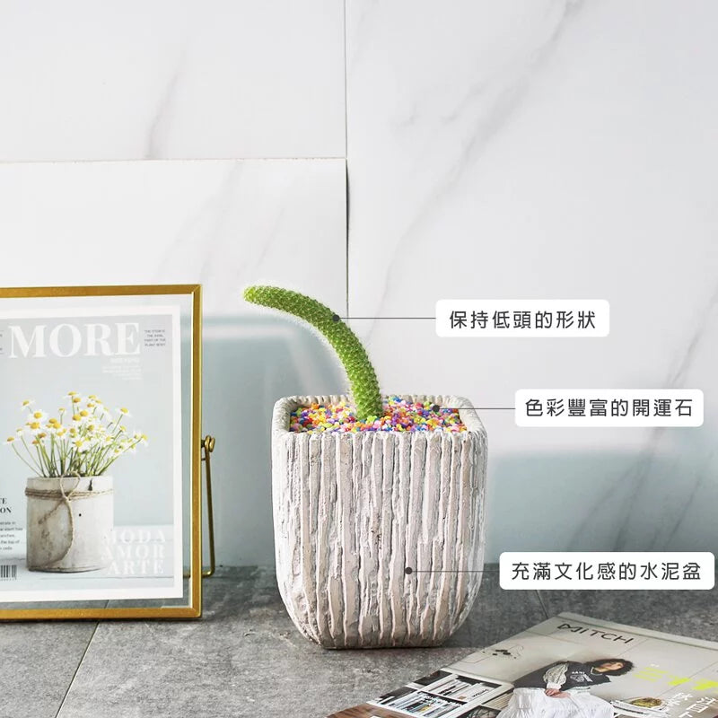 猴尾柱多肉 | 軟猴尾仙人掌 | 像猴子的尾巴 | 陽光植物