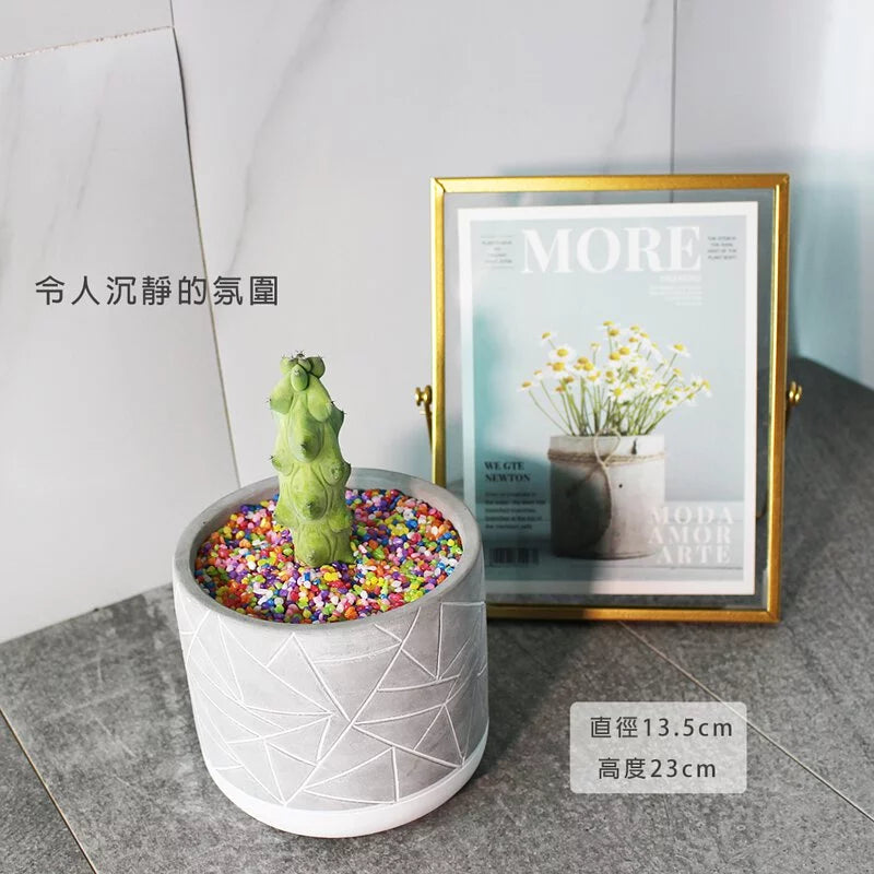 樹精靈多肉 | 神秘的形狀 | 好照顧 | 陽光植物