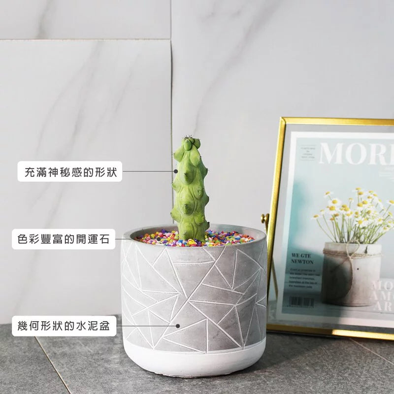 樹精靈多肉 | 神秘的形狀 | 好照顧 | 陽光植物