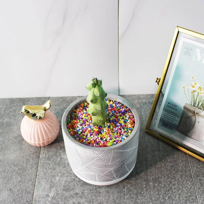 樹精靈多肉 | 神秘的形狀 | 好照顧 | 陽光植物