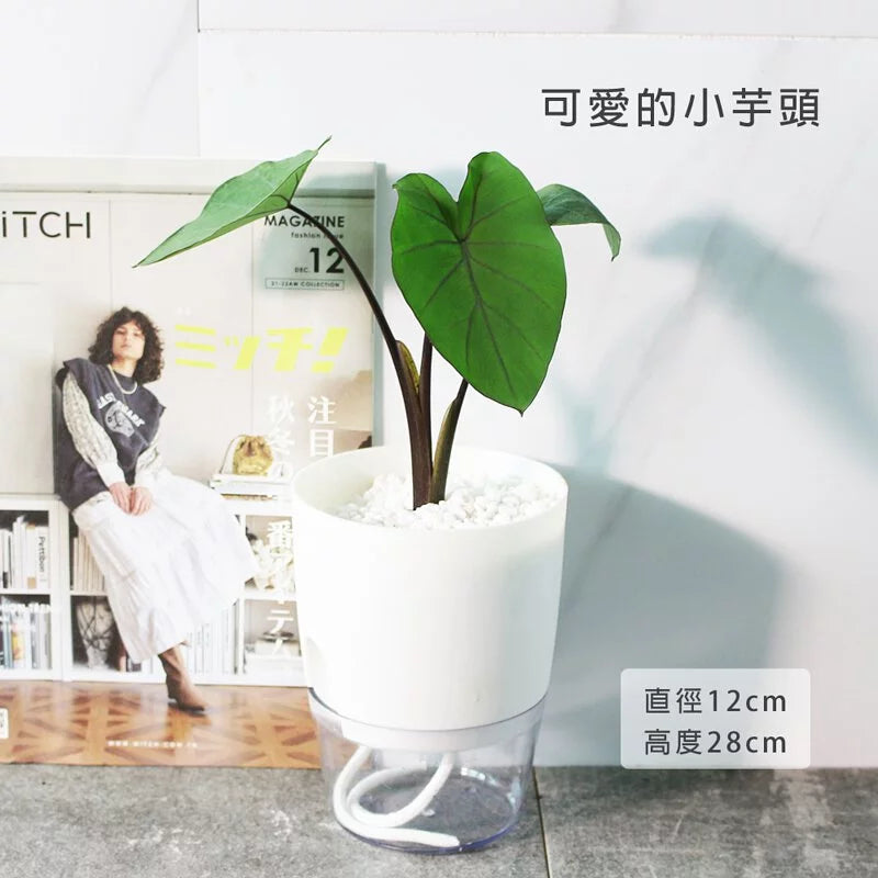 黑柄水芋 | 水耕 | 耐陰品種 | 陽光植物