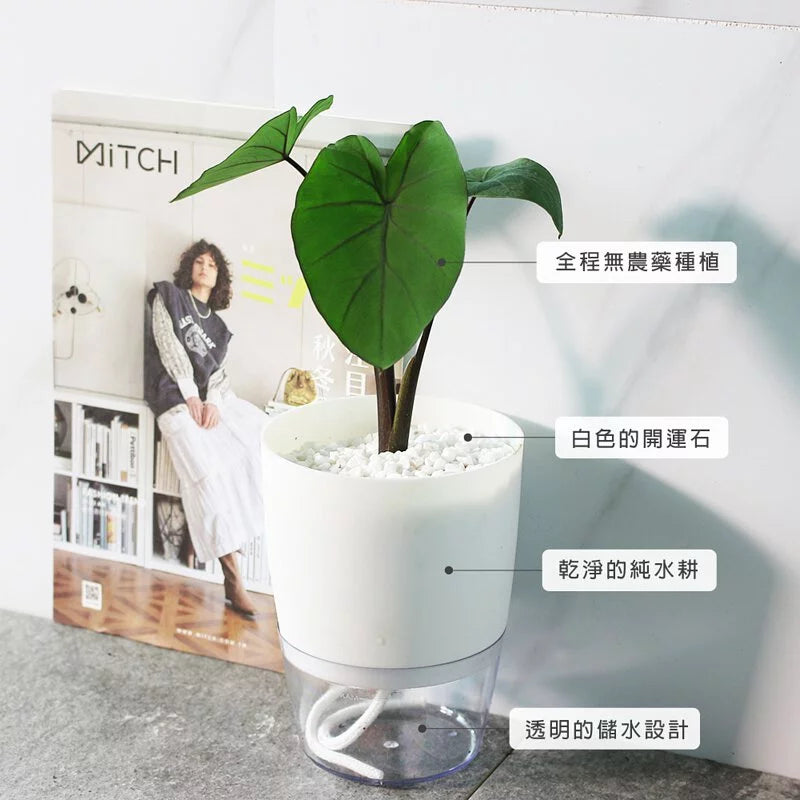 黑柄水芋 | 水耕 | 耐陰品種 | 陽光植物