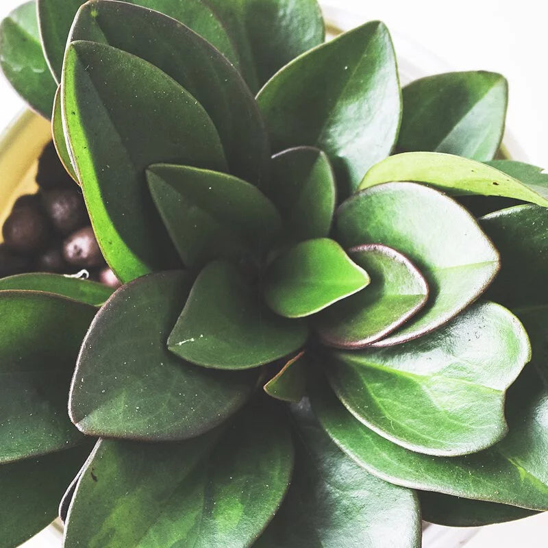 紅娘椒草 | 兒童、 寵物安全 | 移除甲醛 | 水耕 | 無土栽培 | 室內植物