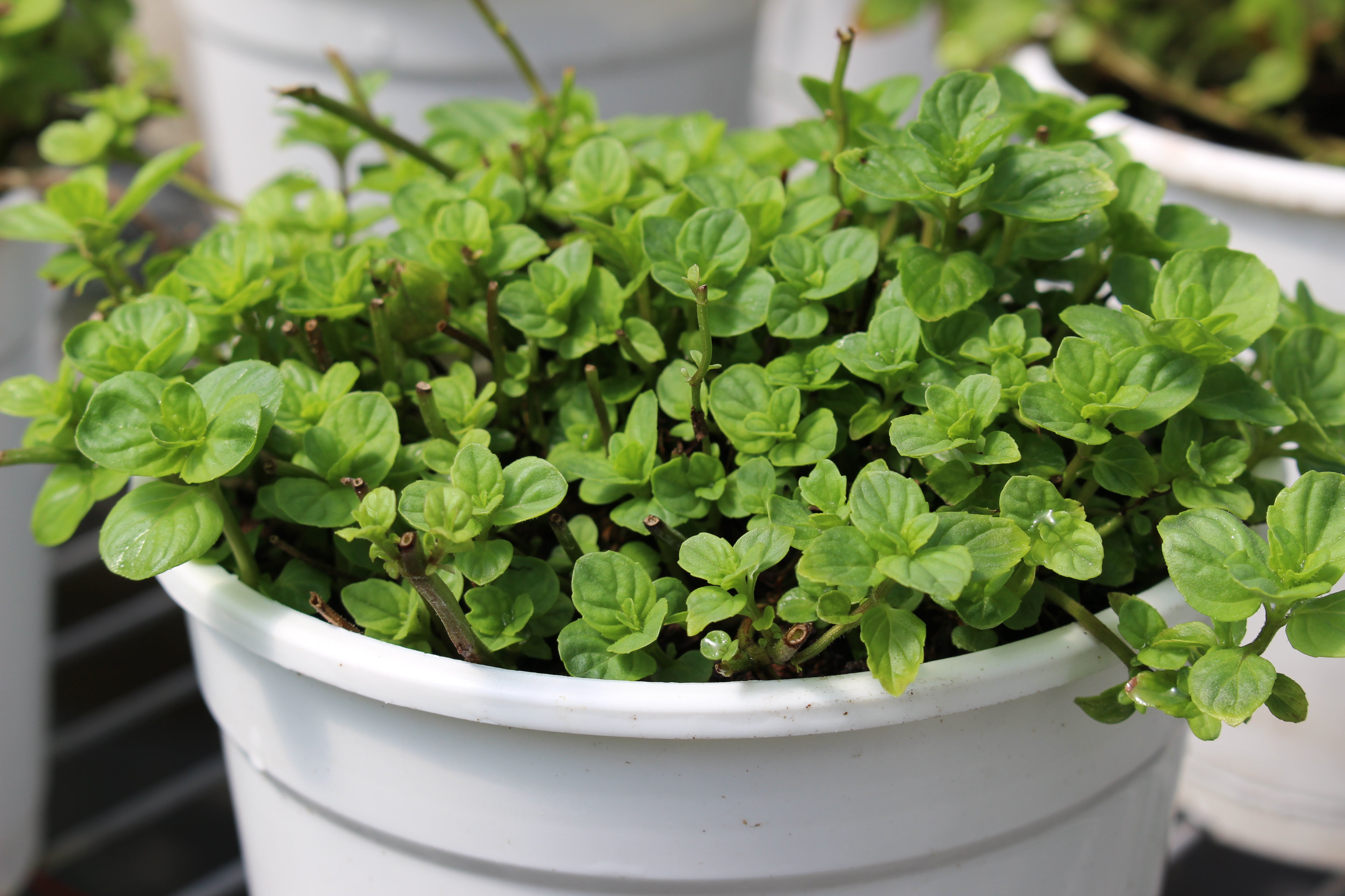 柳橙薄荷 | 清新果香 | 好照顧的薄荷 | 陽光植物