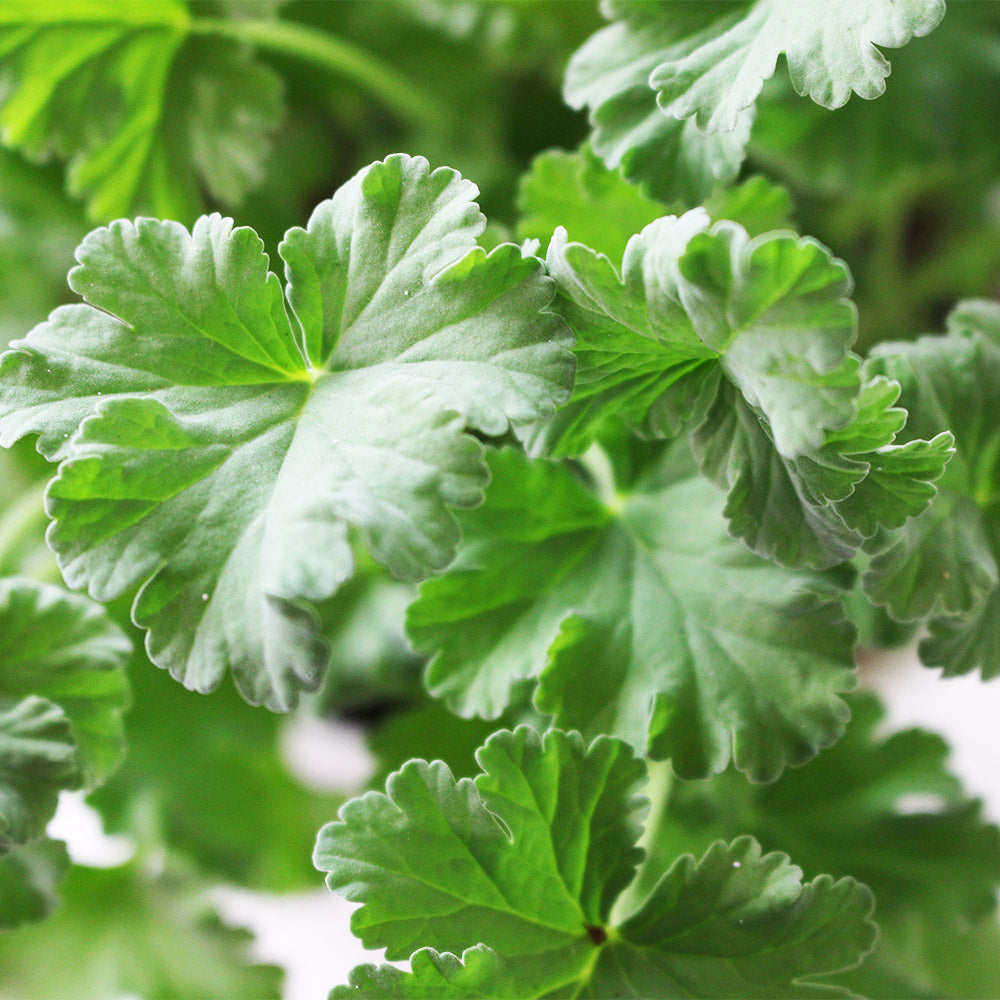 薰衣草天竺葵 | 容易開花 | 陽光植物