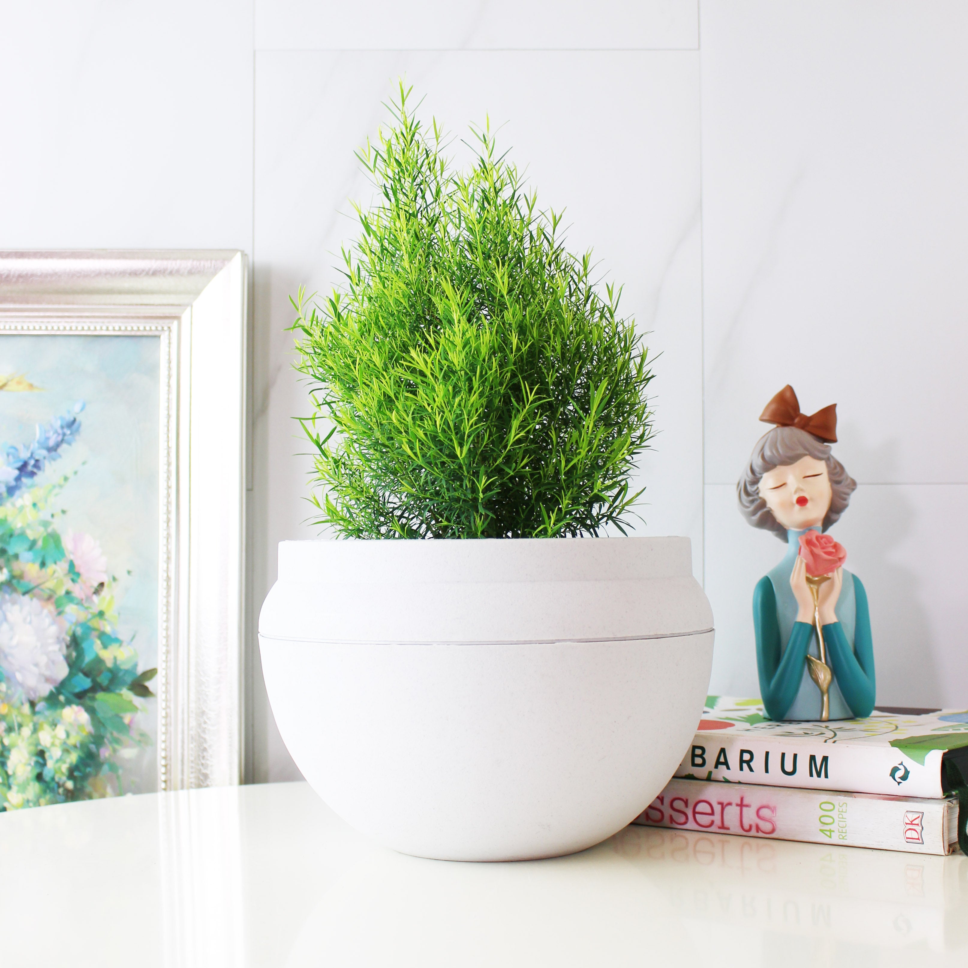 澳洲茶樹 | 天然沙威隆的味道 | 用手搓葉片就有香氣|陽光植物