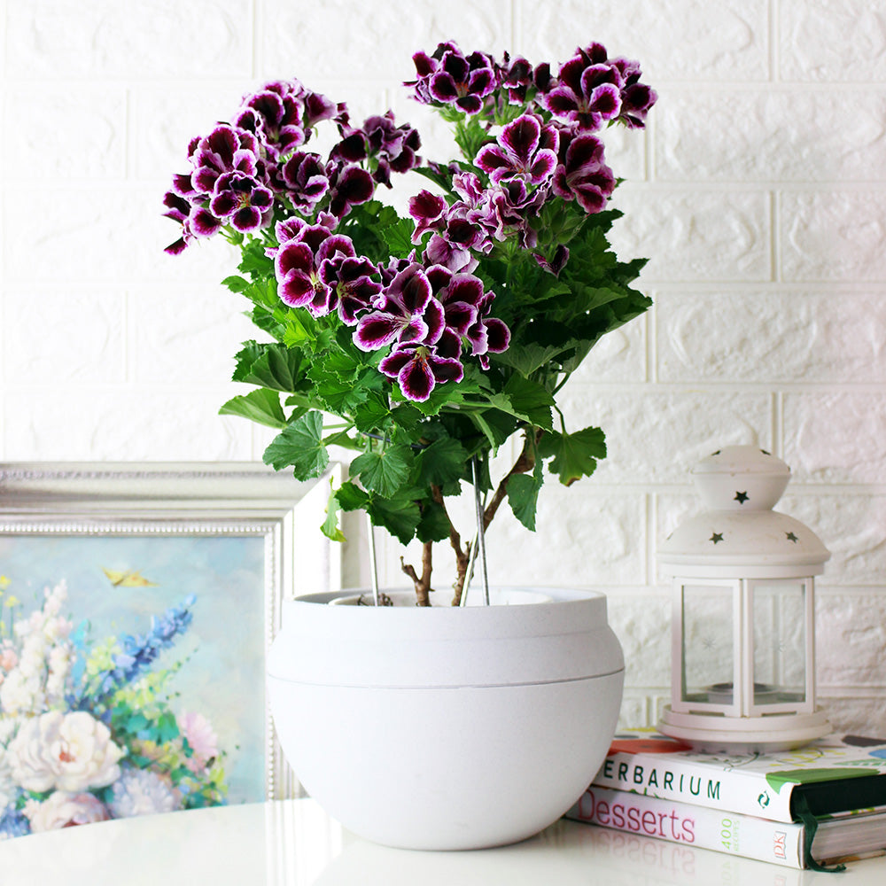 星光天竺葵 | 馬蹄紋天竺葵 | 食用花 | 已開花 | 花色隨機出貨 | 陽光植物