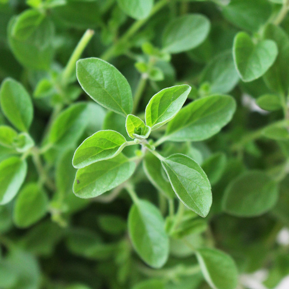 奧勒岡 | 歡樂的香草 | 搭配牛肉與番茄 | 陽光植物