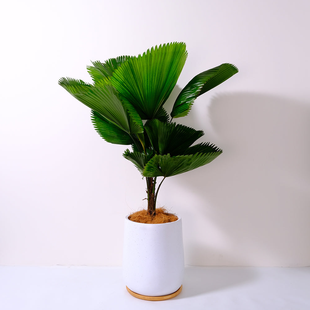 圓葉刺軸櫚 | 熱帶雨林植物 | 荷葉扇形棕櫚 | 蒲葵 | 室內植物