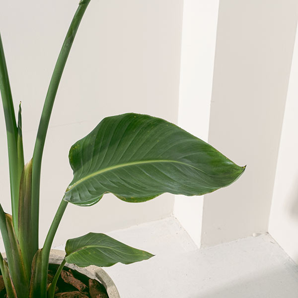 白花天堂鳥 | 步步高升、官運亨通 | 白鳥蕉 | 琉璃鳥蕉 | 室內外皆可