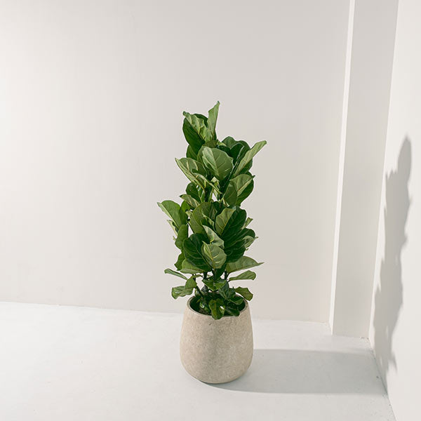 琴葉榕 | 提琴樹 | 淨化空氣 | 維持濕度 | 室內植物