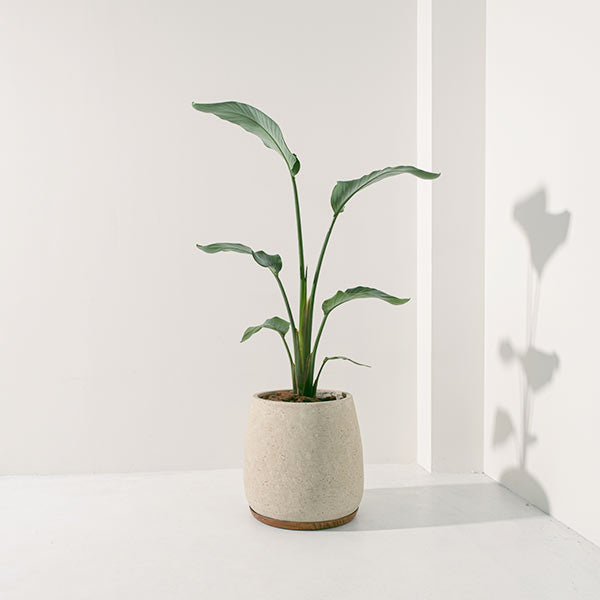 白花天堂鳥 | 步步高升、官運亨通 | 白鳥蕉 | 琉璃鳥蕉 | 室內外皆可