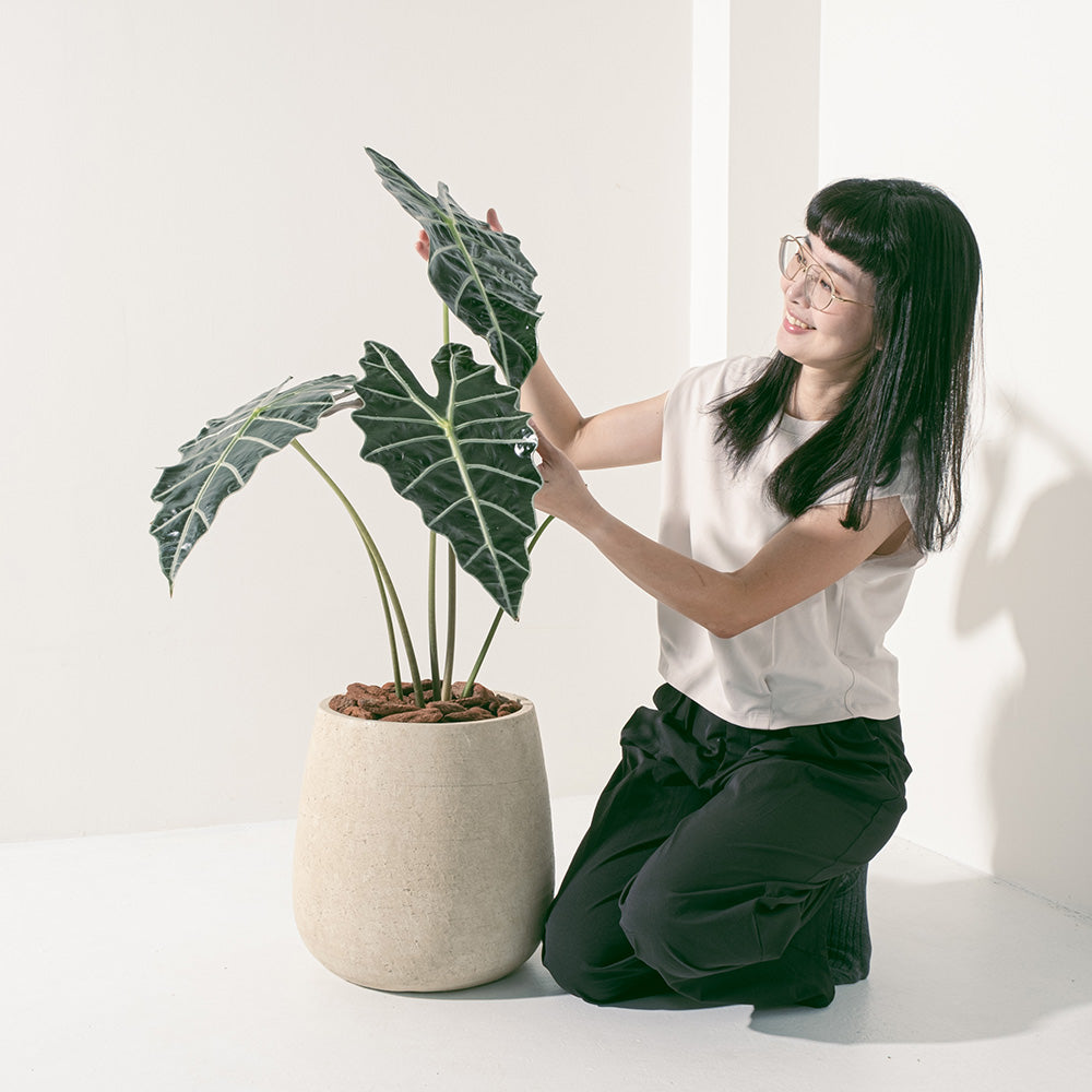 黑葉觀音蓮 | 非洲面具 | 簡潔且明顯的線條 | 室內植物