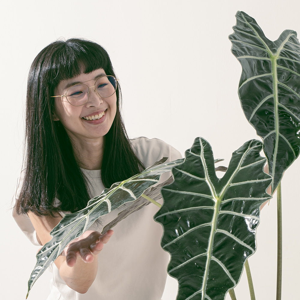 黑葉觀音蓮 | 非洲面具 | 簡潔且明顯的線條 | 室內植物