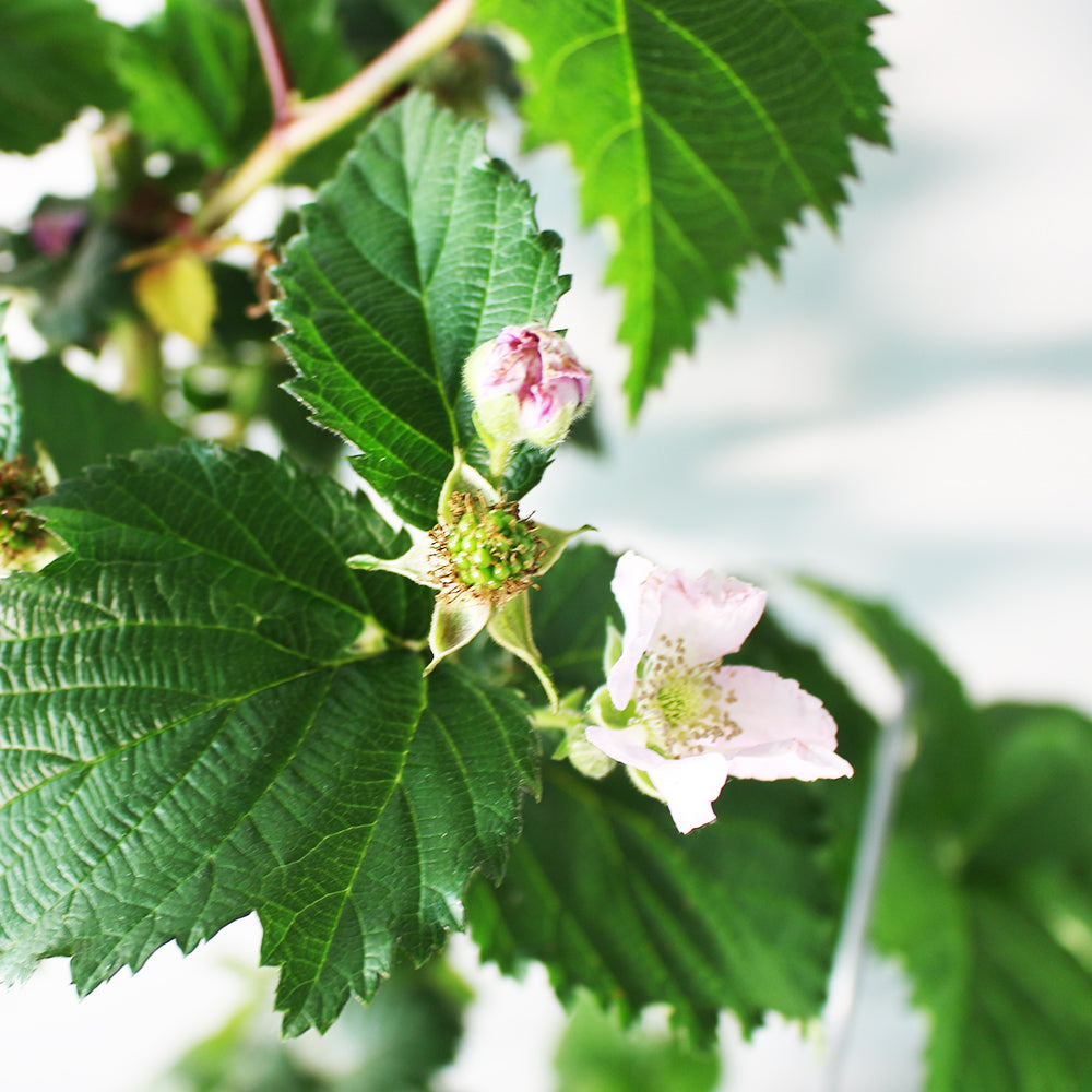 黑莓 | 水果植物 | 葉片可以泡茶 | 果實可以製作果醬或是蜜餞 | 陽光植物