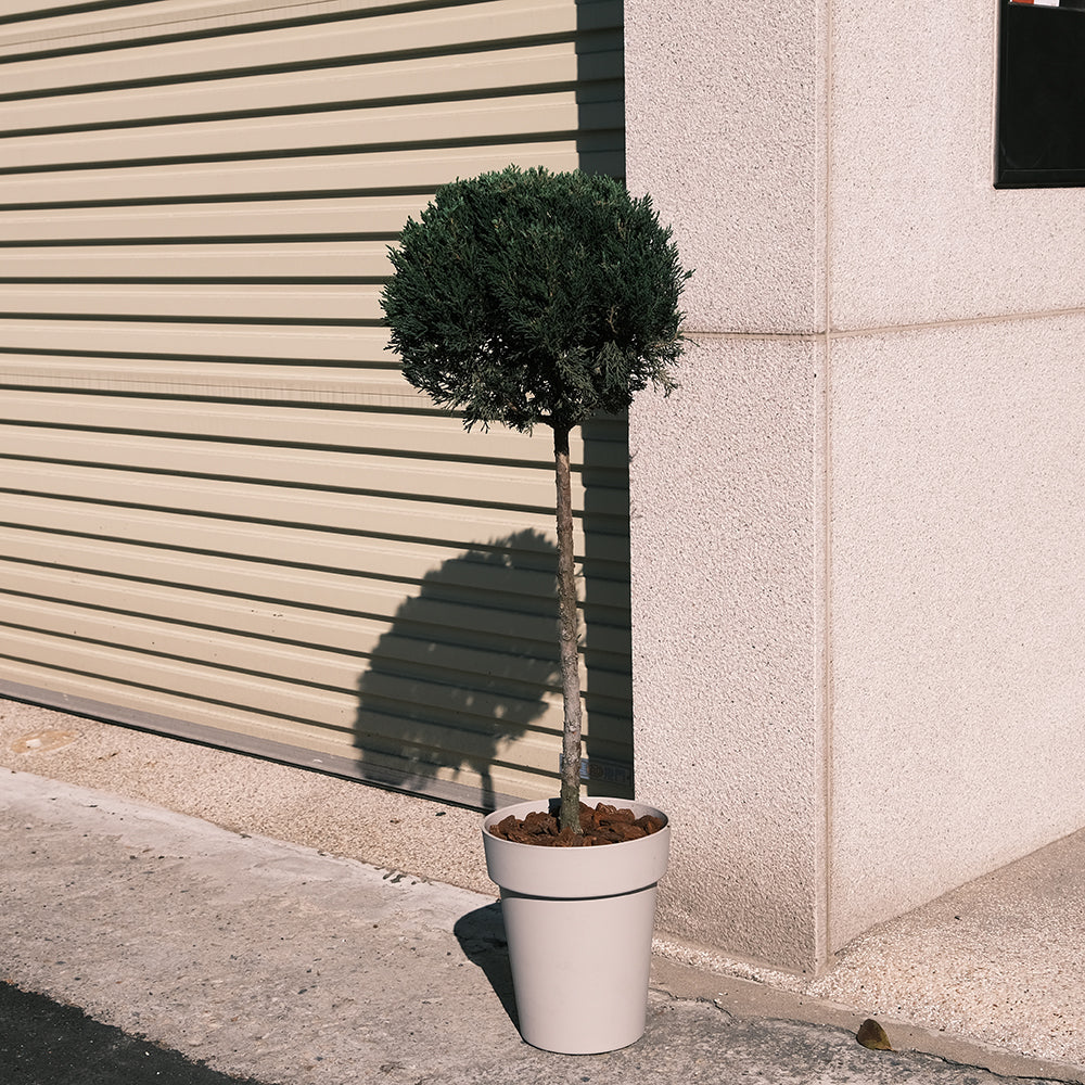 檀香柏 | 庭園、門口OK | 好照顧 | 葉片有檸檬香氣 | 味道可驅趕蚊子 | 陽光植物