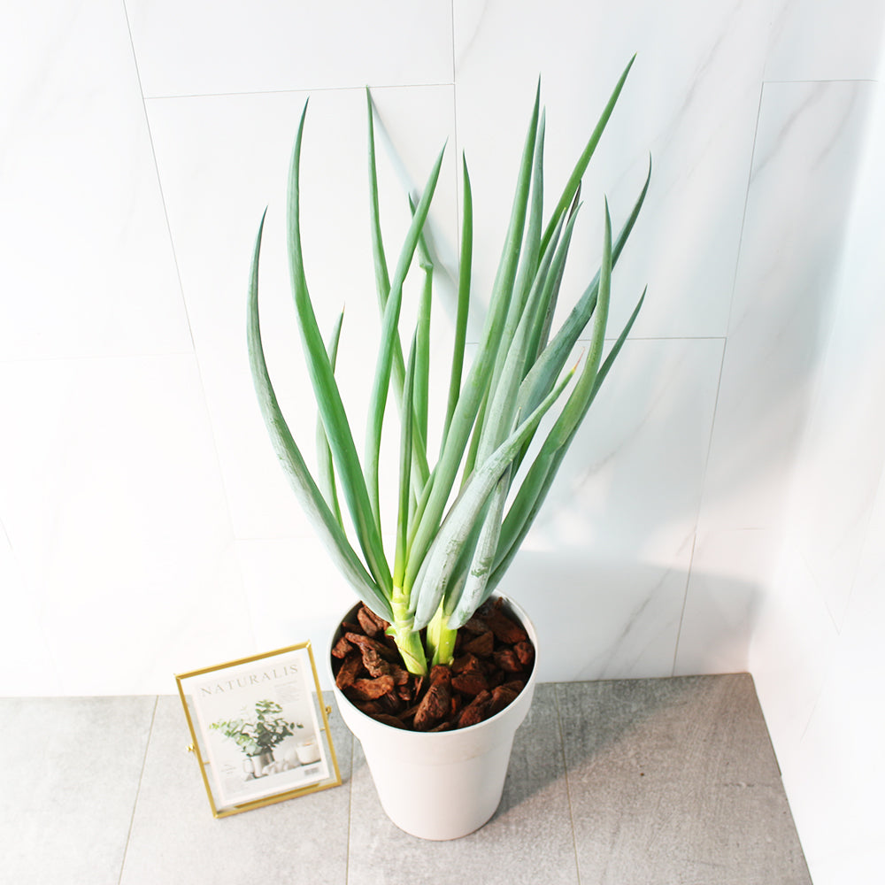 日本大蔥 | 比超市買還划算 | 口感又水又甜 | 可以直接當作火鍋料 | 東京蔥 | 陽光植物