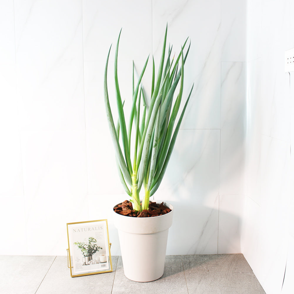 日本大蔥 | 比超市買還划算 | 口感又水又甜 | 可以直接當作火鍋料 | 東京蔥 | 陽光植物