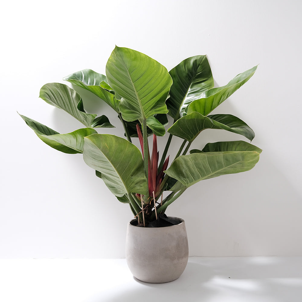 philodendron 植物 綠帝王蔓綠絨| 強力消除苯的危害| 好照顧| 無蟲害| 室內植物– 森林有塊田