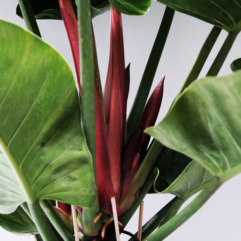 綠帝王蔓綠絨 | 強力消除苯的危害 | 好照顧 | 無蟲害 | 室內植物