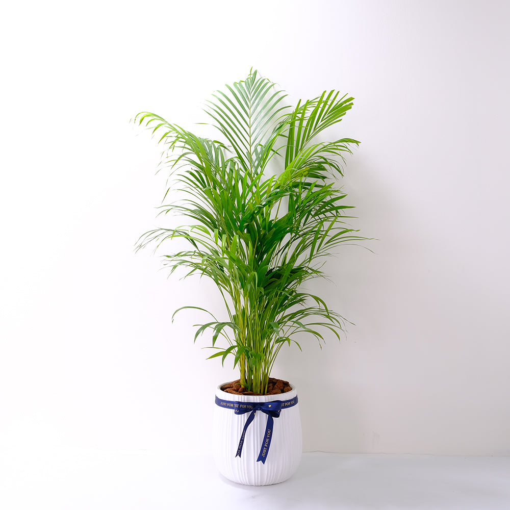 黃椰子盆栽 | 招財納福首選 | 淨化空氣優等生 | 兒童、 寵物安全 | 小型棕櫚|室內植物 | 小品盆栽